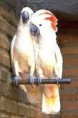 /album/cacatua/cacatua-5-jpg/